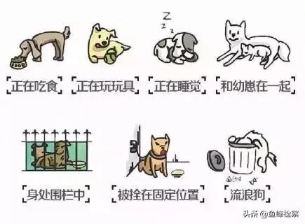 遛狗不牵绳又惹祸！男子遭狗撕咬*体下**被缝30多针……视频触目惊心