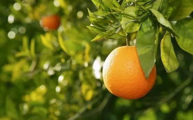 磷酸二氢钾假货是肥效不够吗,什么样的磷酸二氢钾是真的