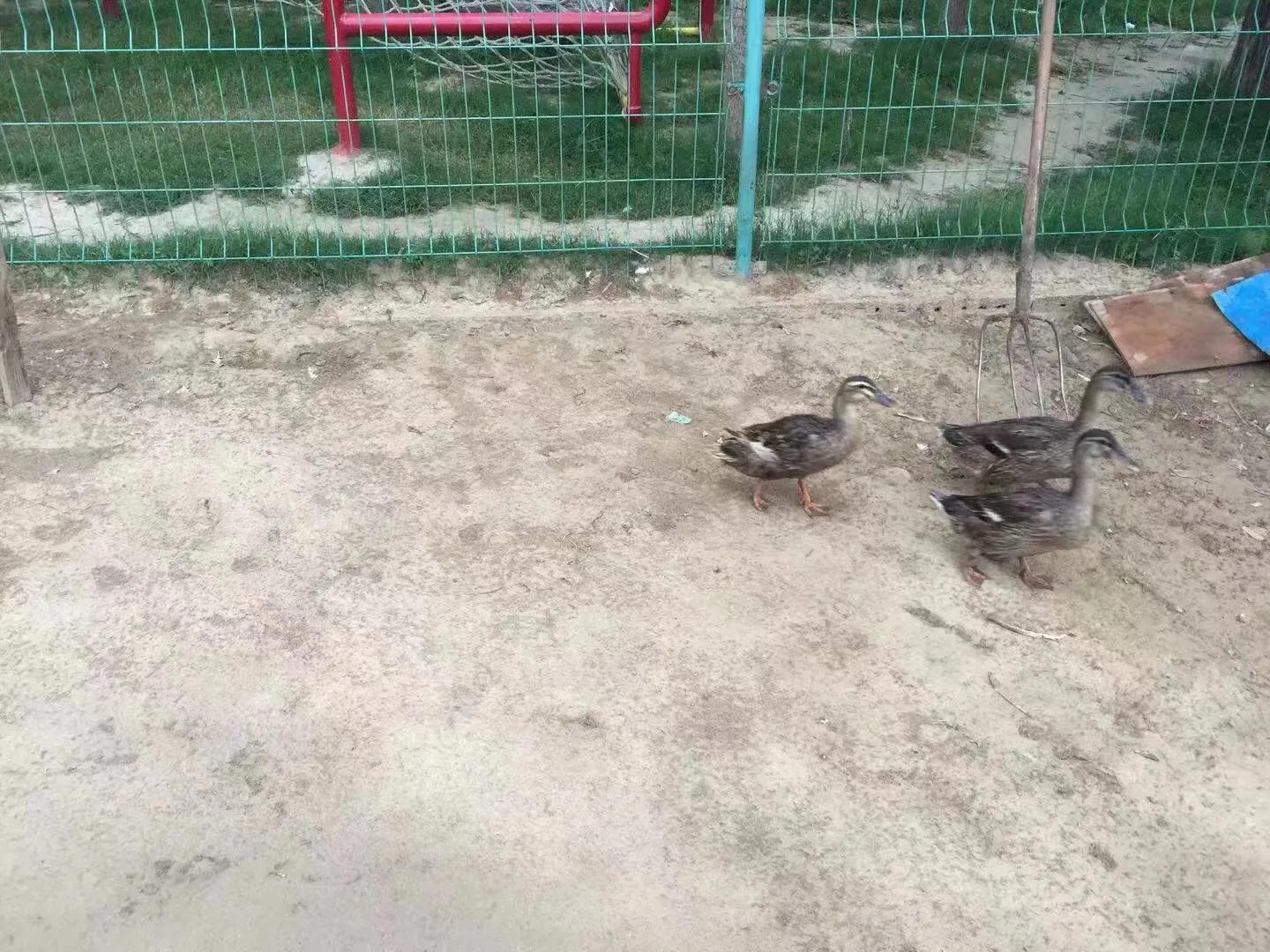 让孩子流连忘返的幼儿园,充满野趣的幼儿园