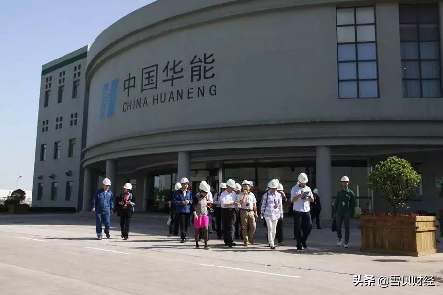 雪贝被挖出真实事件,雪鸮被救助