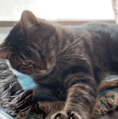 猫属于肉食动物一般不吃什么,猫咪是肉食动物为什么也吃饼干