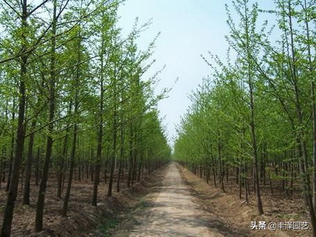 2022银杏树行情分析,银杏树最新行情