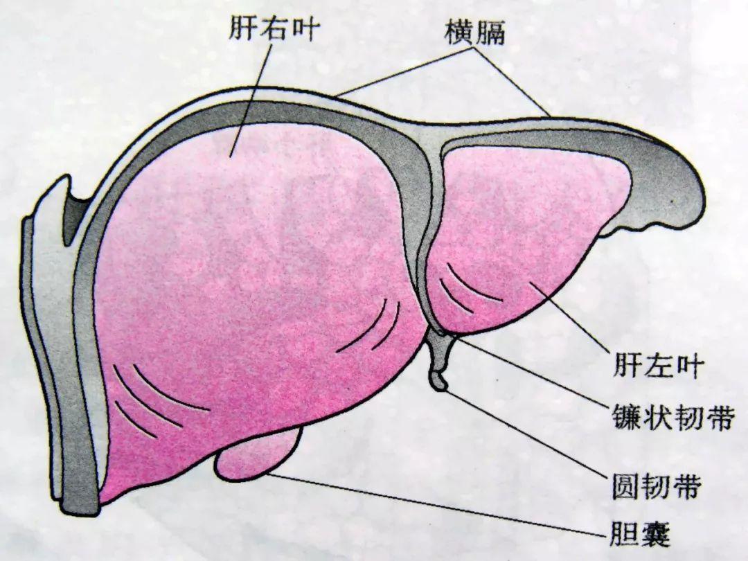 肾上腺皮质功能亢进症检查,肾上腺皮质功能异常症状