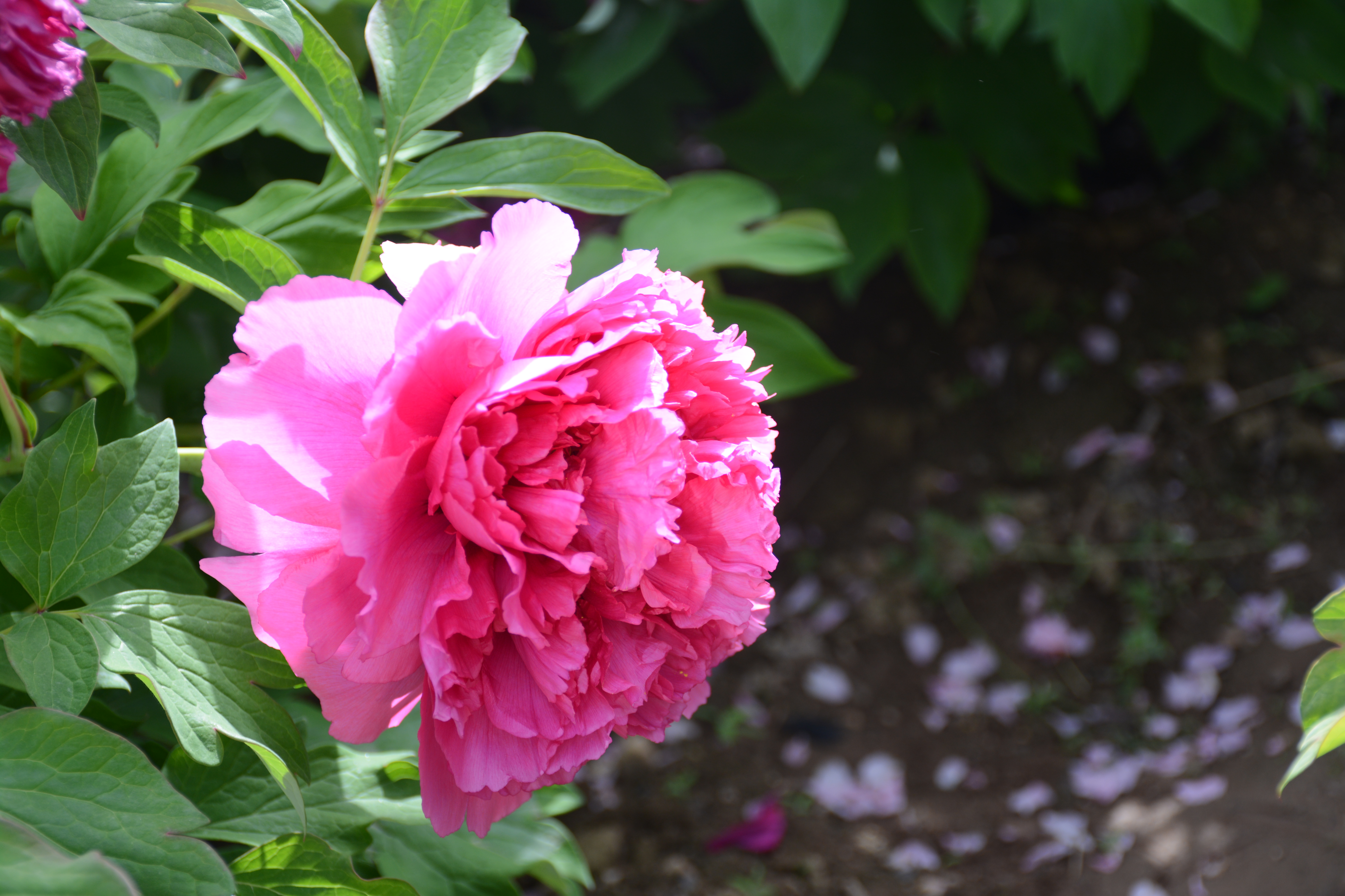 牡丹，熟悉而陌生——“花王”的前世今生，带你重新认识牡丹