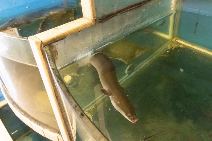 实拍一家更适合北方人的打边炉,各式各样的打边炉