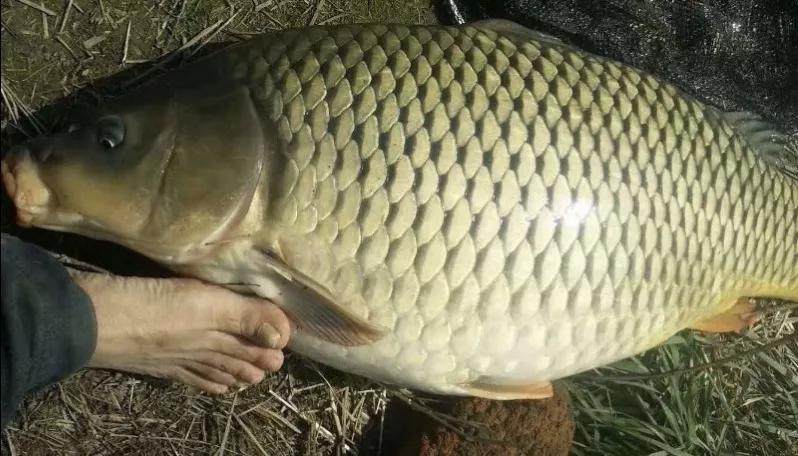 鲤鱼南方和北方区别,为什么鲤鱼在北方最吃香