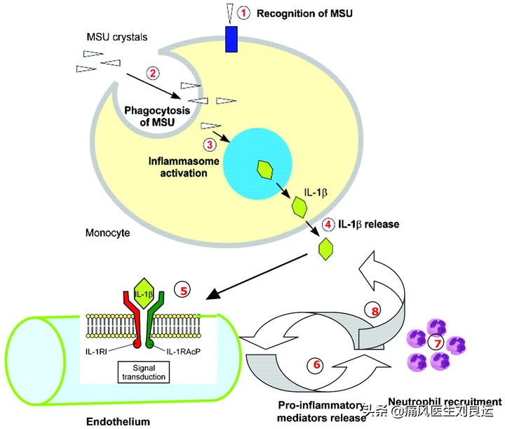 痛风患者吃降尿酸药要吃多久,痛风停药后尿酸正常