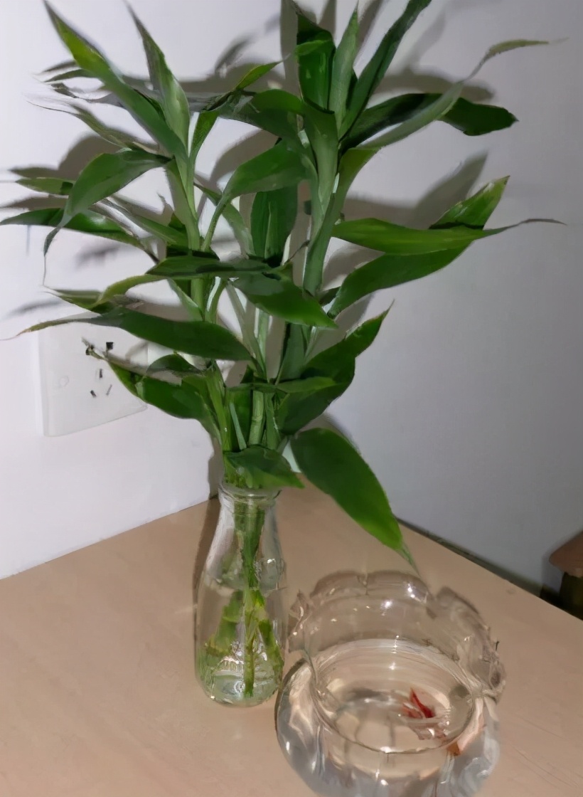 吸甲醛最好的植物花卉是哪几种,家养吸甲醛什么绿植最好