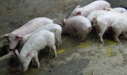 断奶小猪如何不腹泻,小猪断奶后腹泻怎么回事