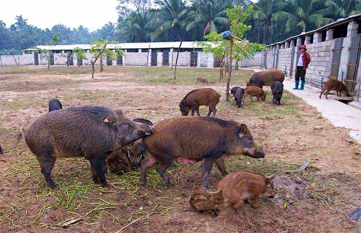 野猪可以养殖吗有毒吗,野猪可以人工养吗