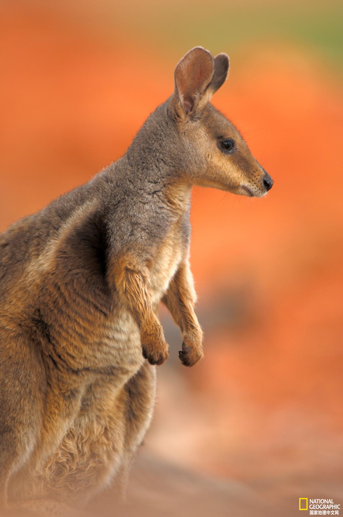 沙袋鼠用什么除草剂,沙袋鼠的特征