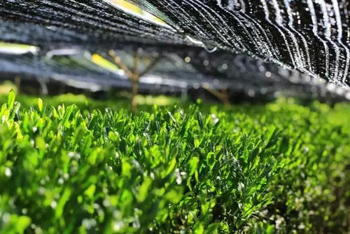 绿茶茶树种植技术,抹茶茶园管理技术