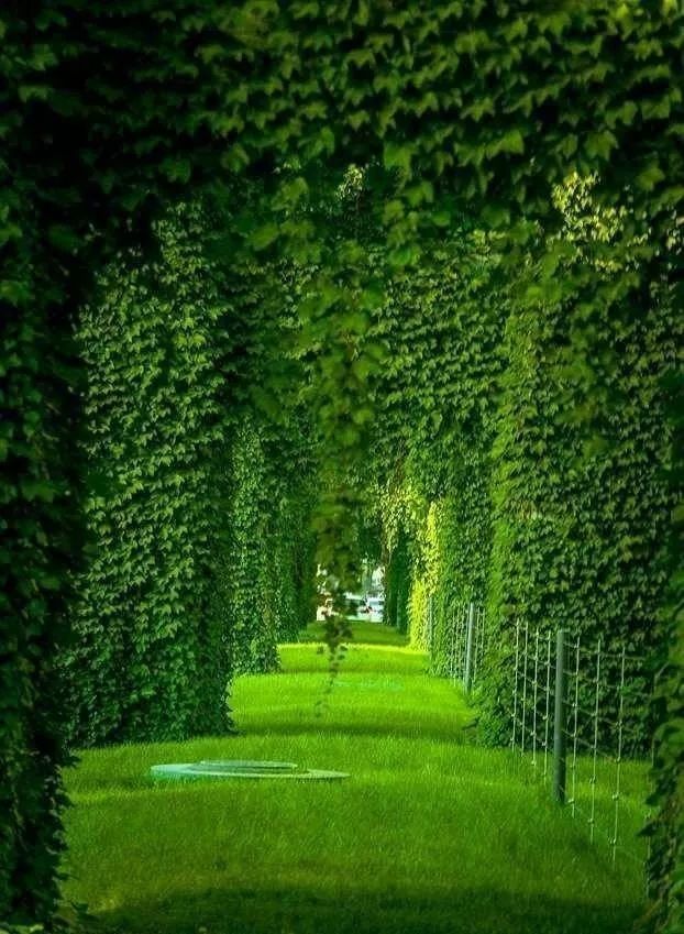 成都二环绿化,成都二环绿植视频