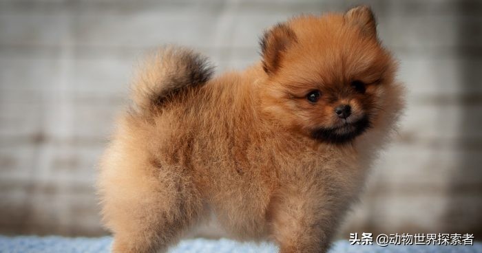 最可爱的四种狗狗宠物,什么狗最萌最可爱