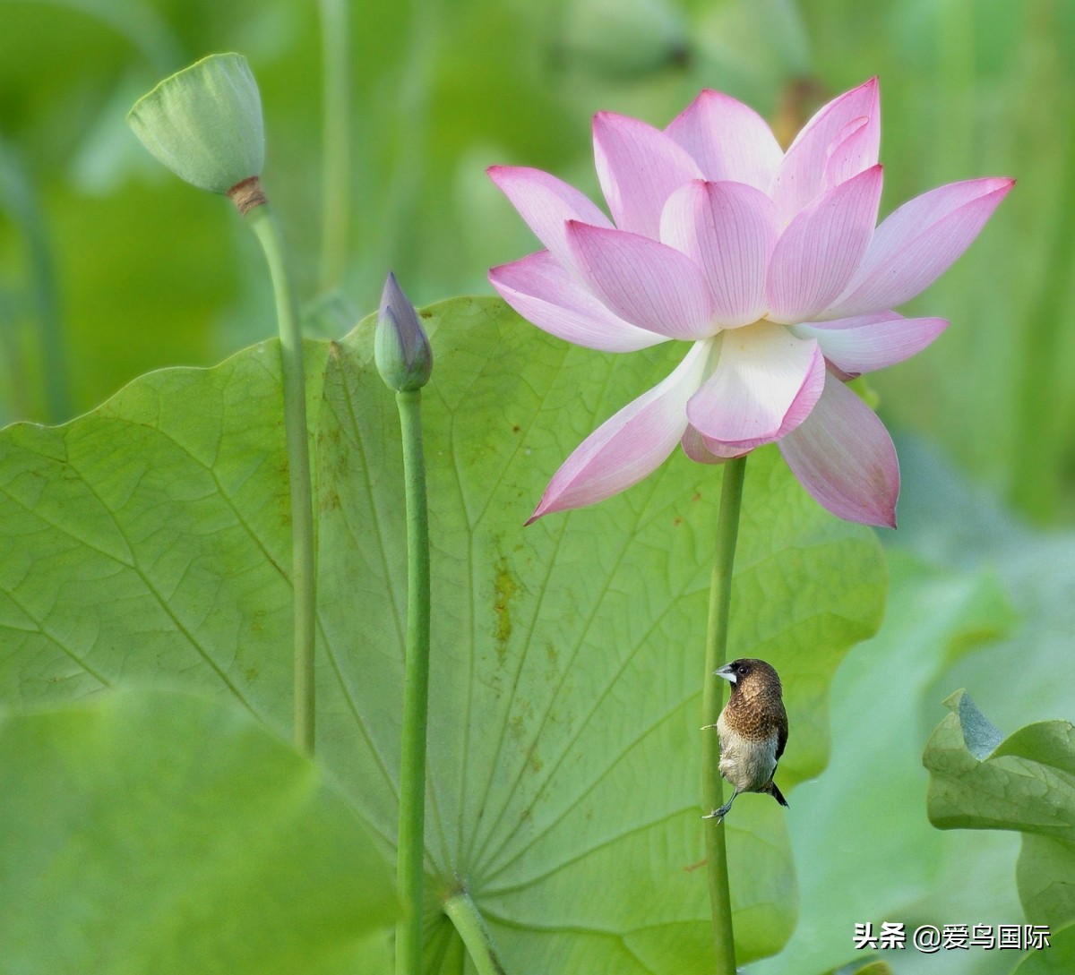 观鸟大年影片,观鸟大年在线观看