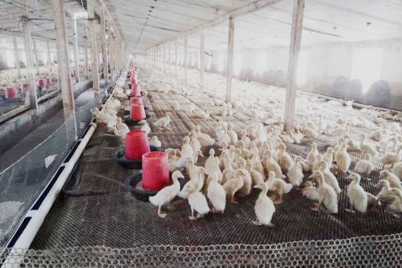 赊苗赊料，管技术包回收，农民不用投钱合作养殖，是馅饼还是陷阱