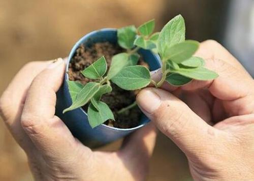 养金银花盆底要有洞吗,养金银花用多大盆