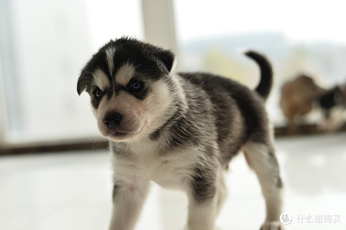 一次创世纪的生活体验—记哈士奇当妈妈