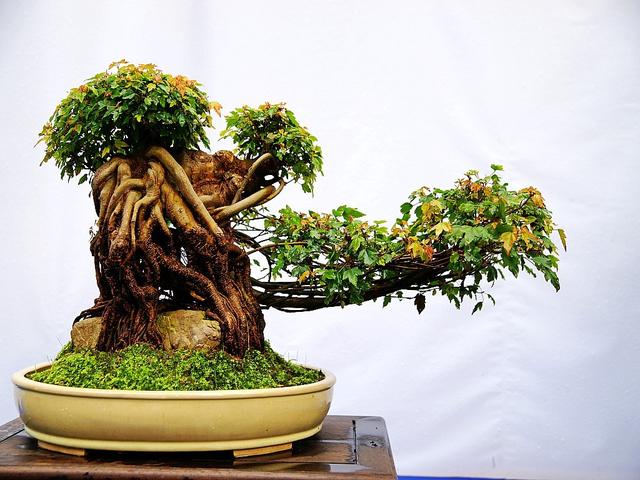 想要养好花就得配好土,想要养好每一束花