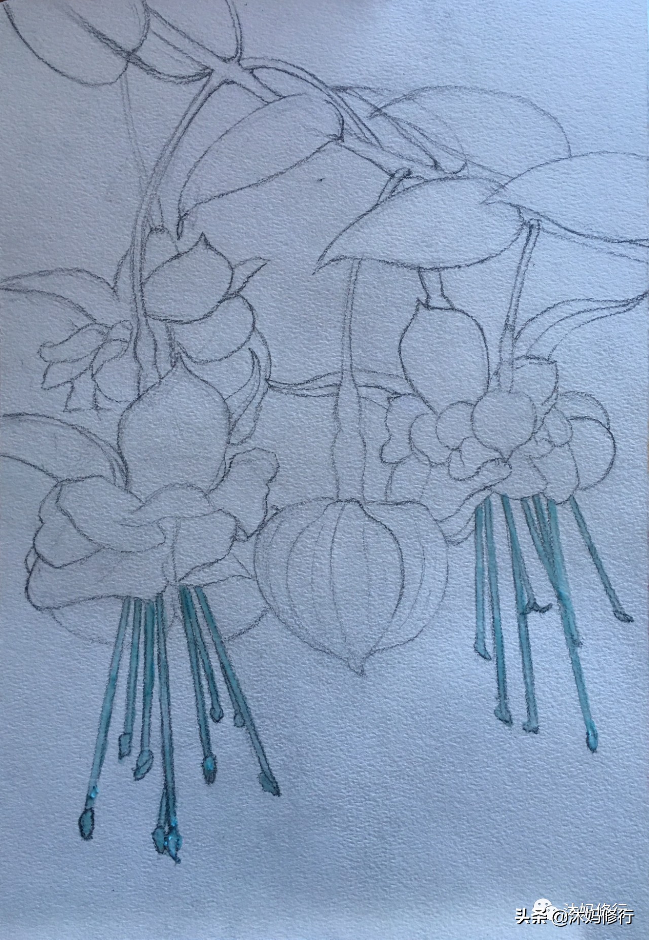 水彩手绘吊钟花,水彩吊钟花手绘