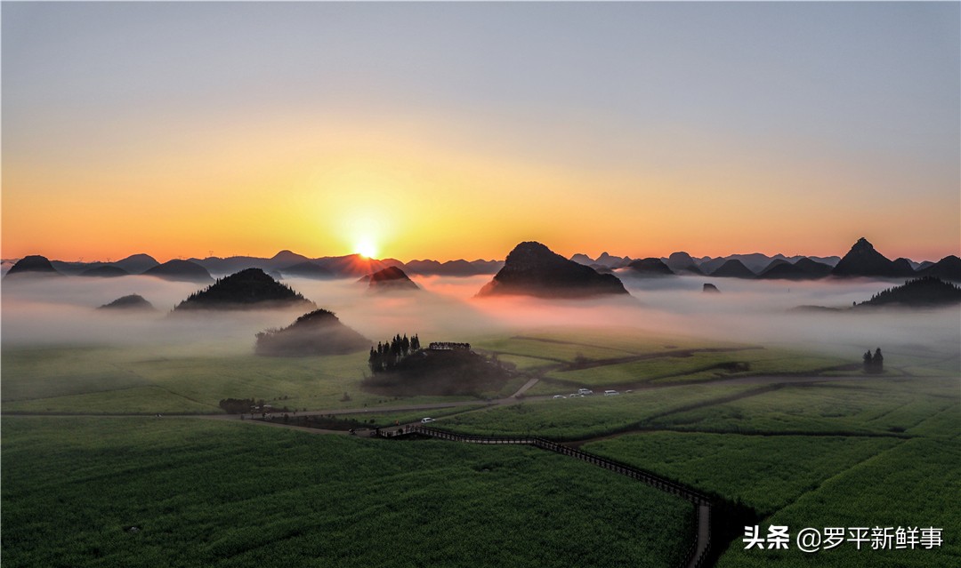 罗平油菜花田宣传片,今日罗平油菜花田