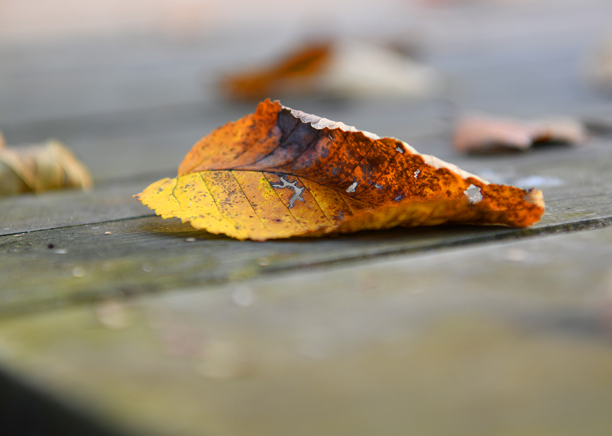 落英缤纷是落花吗,落英缤纷是叶子吗