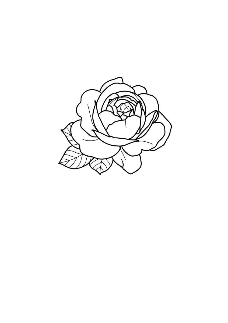 玫瑰花怎么画线稿,玫瑰花线稿图ps