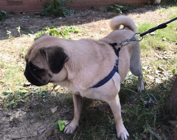 巴哥犬上厕所训练方法,巴哥犬专用厕所