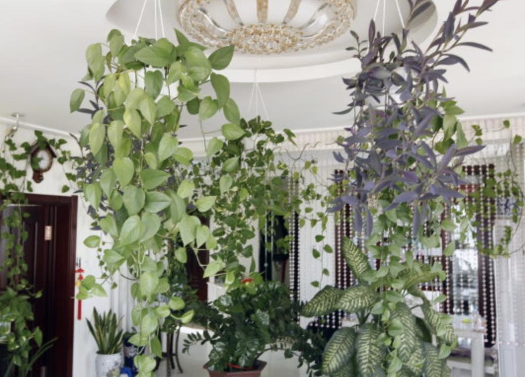 养的绿萝会爬墙,绿萝爬墙经验