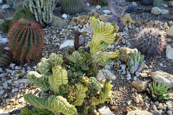 仙人掌嫁接蟹爪兰之后仙人掌变黄,用仙人掌果繁殖仙人掌