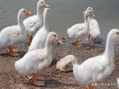 对个别严重肉鸭浆膜炎怎么治疗,肉鸭病毒性浆膜炎用什么药