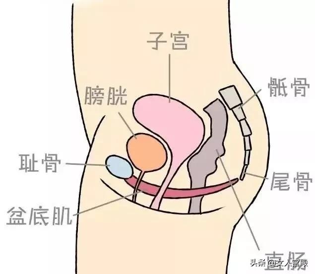 盆底肌松了做什么修复最有效果,产后盆底肌松了怎么办