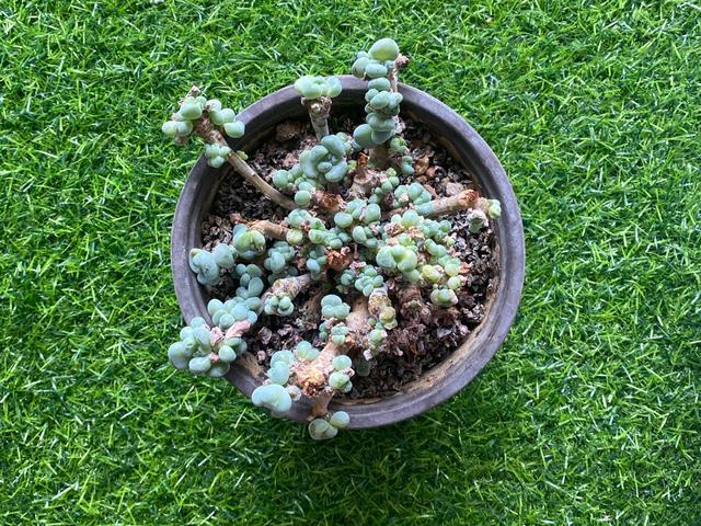 这五种多肉植物千万别在家里养,多肉紫乐怎么叶子掉光了