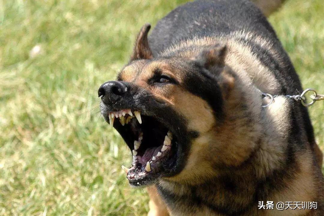 一只绝育的公狗,被绝育的狗子