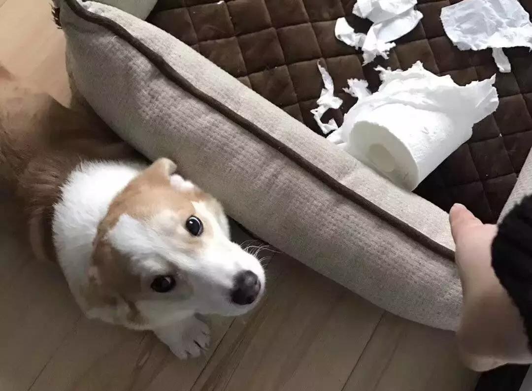 狗狗这么可爱，怎么舍得和它吵架呢？除非忍不住