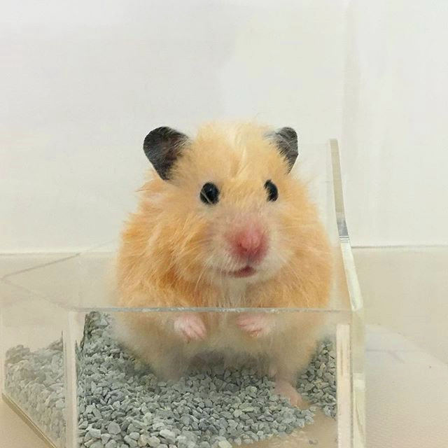 仓鼠春季注意事项,仓鼠春天要注意什么