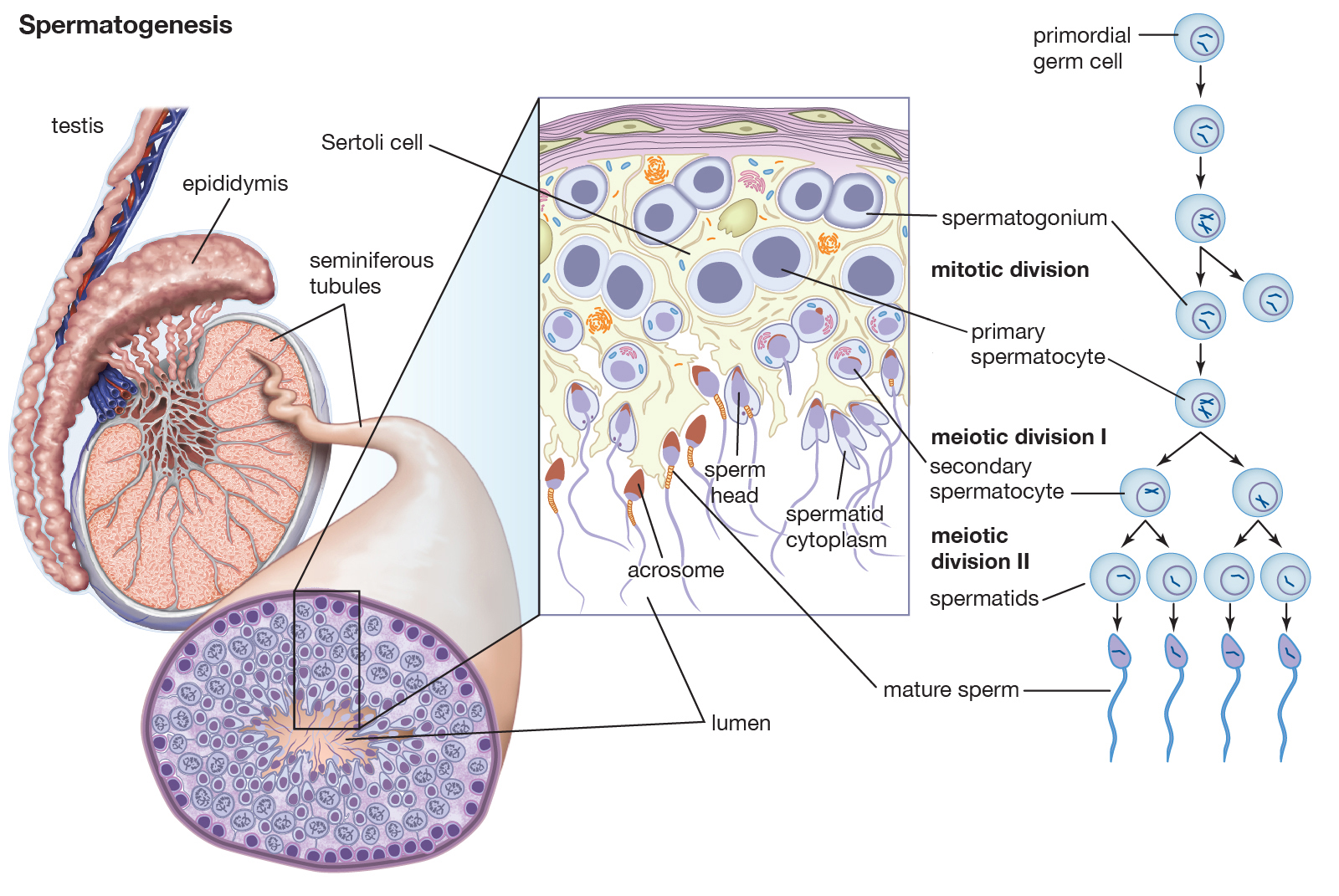 国外研发男性避孕新技术,新发明男性避孕方法