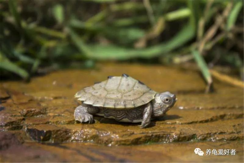 如何判断龟多大年龄,如何知道龟是男是女