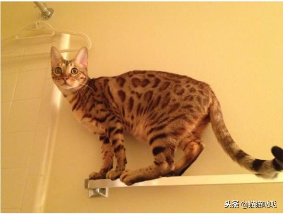 养猫新手买猫注意什么,新手养猫和买猫的注意事项