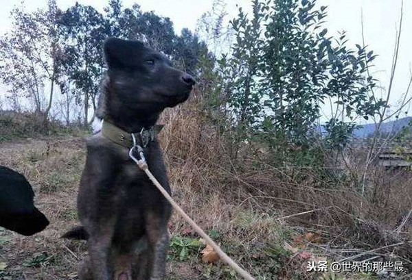 农村猎狗排名,十大凶猛猎犬排行