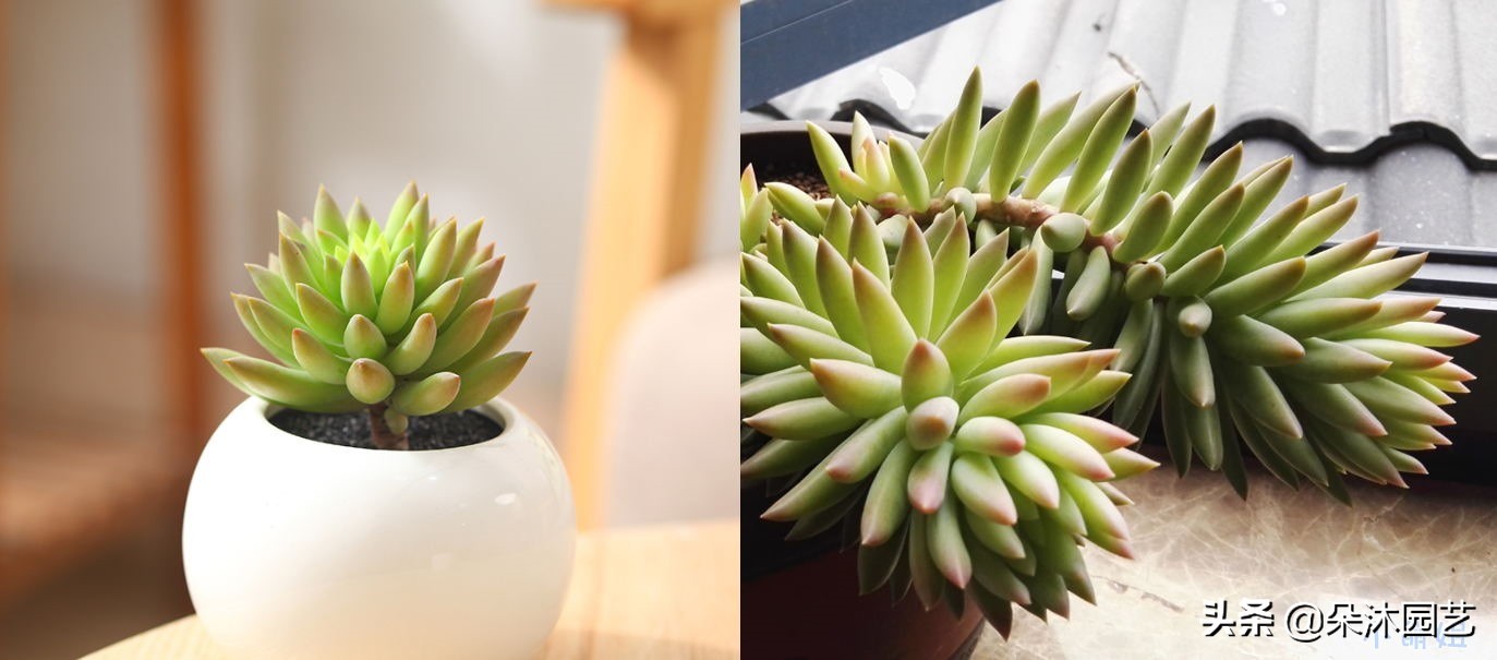 春天多肉徒长,春天多肉这样养爆盆不要太简单