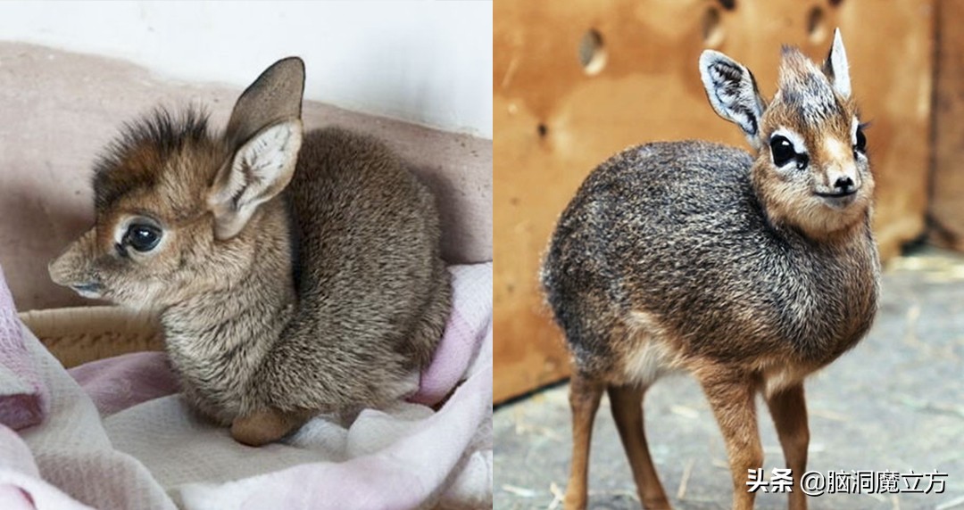 6种呆萌可爱的动物幼崽,盘点那些可爱蠢萌的小动物
