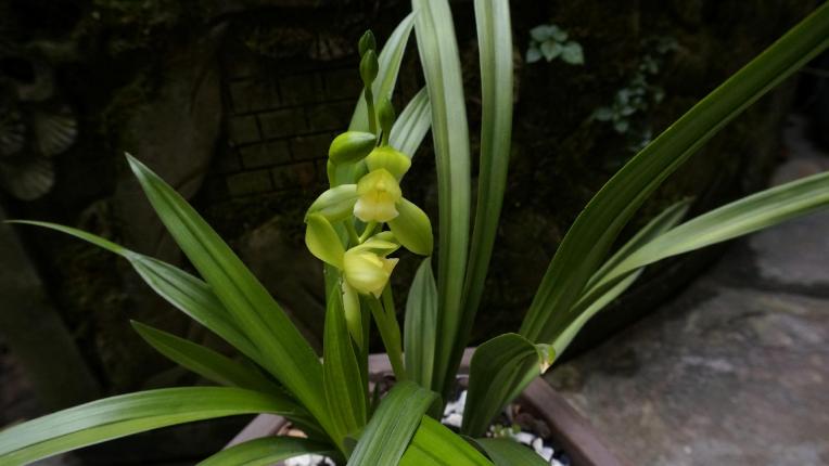 给新手介绍几款养不死的兰花品种,最便宜好养最皮实的兰花品种