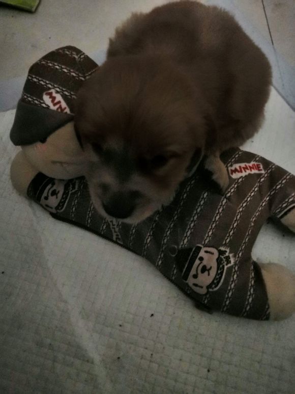 小金毛得了细小输液要几天,三个月的金毛得了细小的第三天