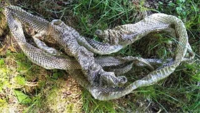 老人说看到蛇脱皮会有不好“预兆”，有科学依据吗？专家：很危险