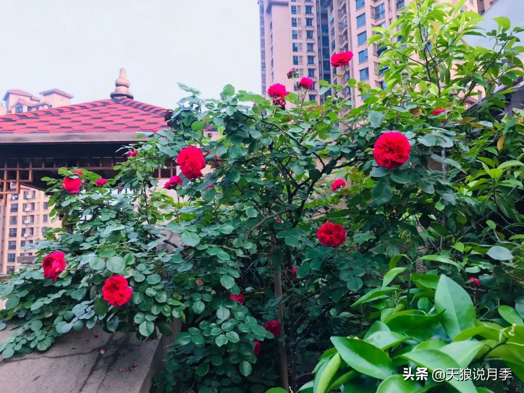 月季春季第一波花要不要剪,月季春季第一波花开后嫁接