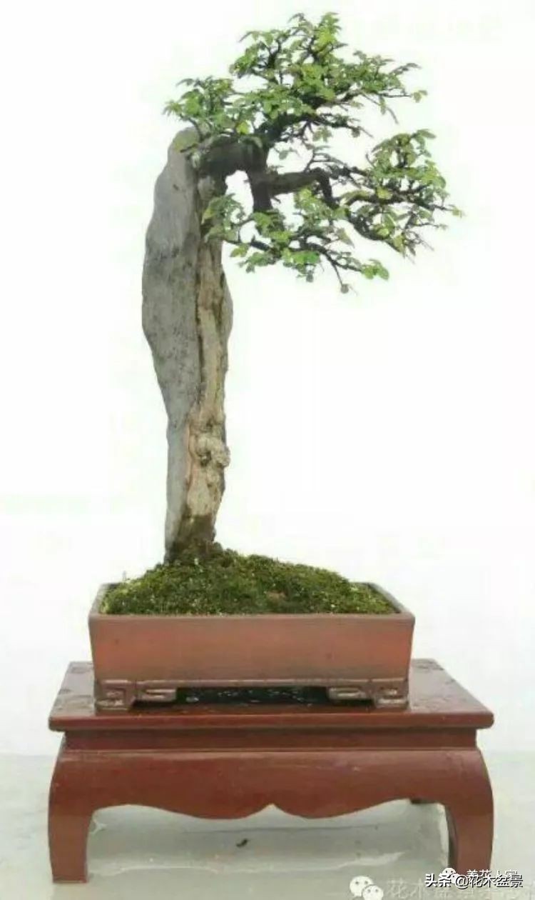 让你从厨艺小白变大神的100道菜,教你如何从一个小白变成大神