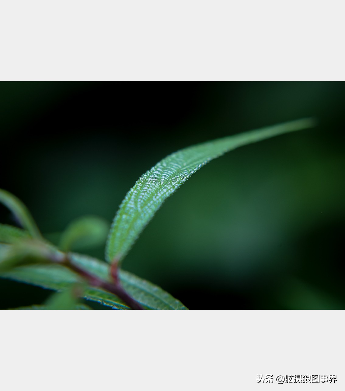 佳能rf24105f4和ef24105f4二代,佳能24105银圈镜头虚化效果