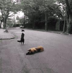 在野外发现甘蔗,在山里发现甘蔗