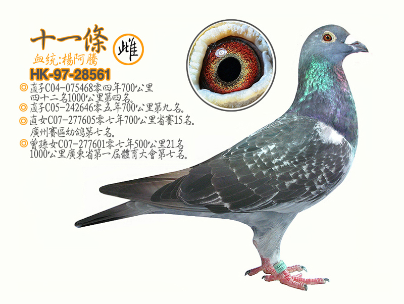 藏龙鸽语育种篇,藏龙鸽语配对育种篇